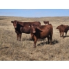 Image 4 : South Ridge Farms (Jeff Lewandowski) - 2 RED Heifers (Pen 431)