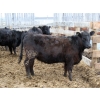Image 3 : Barfus Farms - 15 Black Replacement Heifers (Hillspring, AB)