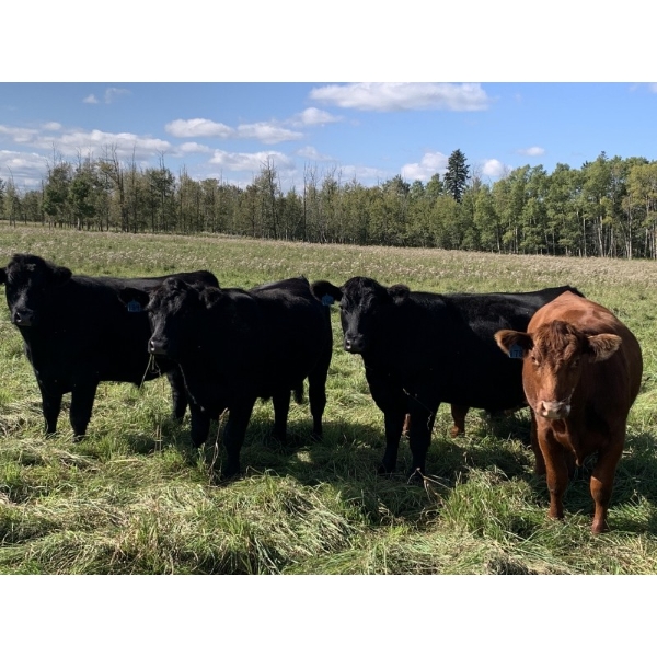 Bar Y Ranches - 1020# September Delivery Grass Steers - 54 Head (Ponoka, AB)