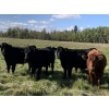 Image 1 : Bar Y Ranches - 1020# September Delivery Grass Steers - 54 Head (Ponoka, AB)