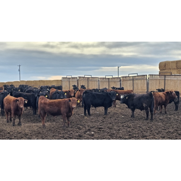 South Island Farms - 830# March Delivery Steers - 140 Head (Bow Island, AB)