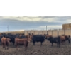Image 1 : South Island Farms - 830# March Delivery Steers - 140 Head (Bow Island, AB)