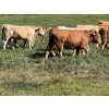 Image 5 : Bear Spring Ranch - 850# September Delivery Grass Heifers - 64 Head (Airdrie, AB)