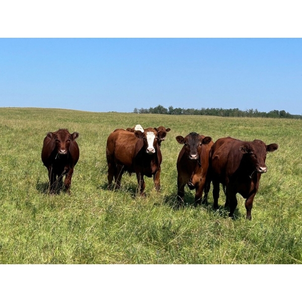 Tony Groenewoud - 1100# September Delivery Grass Steers - 168 Head (Turtleford, SK)