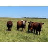 Image 1 : Tony Groenewoud - 1100# September Delivery Grass Steers - 168 Head (Turtleford, SK)