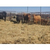 Image 2 : Hillside Farm - 1 Pair