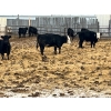 Image 8 : L & J Ranch - 715# January Delivery Heifers - 26 Head (Harptree, SK)