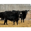 Image 4 : Leon Torkelson - 30 Black Replacement Heifers (Millicent, AB)