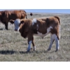 Image 9 : Johnston Ranches - 615# October Delivery Heifer Calves - 75 Head (Hanna, AB)