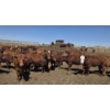 Image 3 : Amber Mountain Farms - 660# May Delivery Heifers - 128 Head (Vauxhall, AB)