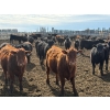 Image 7 : Pedersen Farms - 880# March Delivery Steers - 71 Head (Scandia, AB)