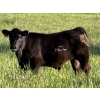 Image 2 : CTE Mueller Farms - 640# October Delivery Steer Calves - 60 Head (Olds, AB)