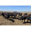 Image 9 : Ripple Rock Ranch - 690# April/May Delivery Heifers - 90 Head (Fincastle, AB)