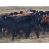 Image 7 : JT Cholin Farms - 925# September Delivery Grass Steers - 65 Head (Biggar, SK)