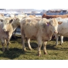 Image 4 : Frank Martens - 24 Tan/Silver Char X Bred Heifers (Theodore, SK)