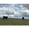 Image 10 : Paragon Ranch - 515# Sept/Oct Delivery Steer Calves - 110 Head (Bengough, SK)