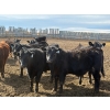 Image 6 : Pedersen Farms - 880# March Delivery Steers - 71 Head (Scandia, AB)