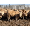 Image 12 : Williamson Farms - 1025# April Delivery Heifers - 291 Head (Bow City, AB)