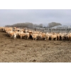 21  Lazy J Cattle Co.  840 February Weaned Steers  120 Head (Crossfield, AB)