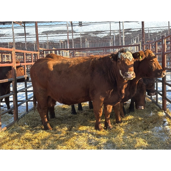 Thurston Bros Ltd. - 5 Mature Cows (Pen 413)