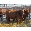Image 1 : Thurston Bros Ltd. - 5 Mature Cows (Pen 413)