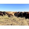 Image 7 : Range 45 Ranch Ltd. - 1000# October Grass Steers - 120 Head (Milden, SK)