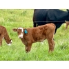Image 9 : Pine Ranch Ltd. - 500# November Delivery Steer Calves - 95 Head (Morse, SK) VBP+