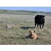 Image 8 : CK Cattle Co. (Scott & Laura Culligan) - 440# October Delivery Heifer Calves - 120 Head (Eyre, SK)