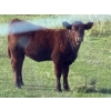 Image 3 : Munro Ranching - 540# October Delivery Heifer Calves - 85 Head (Cochrane, AB)
