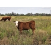 Image 7 : Coyote Tree Ranching - 560# November Delivery Steer Calves - 100 Head (Patricia, AB)
