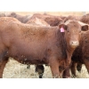 Image 10 : A&A Farms - 25 Red Replacement Heifers (Coaldale, AB)