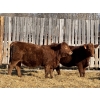 Image 3 : Jordan Livestock - 20 Red Simm/Angus X Replacement Heifers (Rimbey, AB)