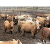 Image 1 : Lesher Lane Enterprises - 910# June Delivery Heifers - 204 Head (Lacombe, AB)