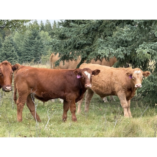 Tanner & Michelle Lawton  - 700# Oct/Nov Delivery Steer Calves - 50 Head (Eckville, AB)
