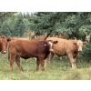 Image 1 : Tanner & Michelle Lawton  - 700# Oct/Nov Delivery Steer Calves - 50 Head (Eckville, AB)