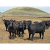 Image 8 : Bryan Ranch Ltd. - 750# May Delivery Heifers - 82 Head (Maple Creek, SK)