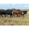 Image 6 : Edgar's Custom Farming Ltd. - 1025# October Delivery Grass Heifers - 104 Head (Elkhorn, MB)