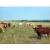 Image 3 : Forbes Bros. Ranching - 1025# October Delivery Grass Steers - 60 Head (Senlac, SK)