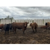 Image 5 : Cromer Cattle Company Inc. - 1000# September Delivery Heifers - 30 Head (Cromer, MB)