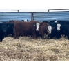 Image 4 : Dog River Ranch - 850# February Delivery Steers - 70 Head (Corning, SK) VBP+