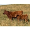 Image 4 : Palmer Ranch - 450# December Delivery Steer Calves - 180 Head (Pincher Creek, AB)
