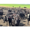 Image 6 : Terry Hines Livestock - 40 Black March Calving Bred Heifers (Marwayne, AB)