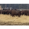 Image 3 : FM Livestock Company  - 740# January Weaned Steers - 78 Head (Bentley, AB)