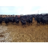 Image 4 : Little Big Ranch - 700# March Weaned Steers - 130 Head (Medicine Hat, AB)