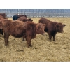 Image 5 : Rusty Myskiw - 650# February Delivery Heifers - 50 Head (Marquette, MB)