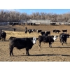 Image 9 : Bircham Ranch - 920# March Delivery Steers - 200 Head (Piapot, SK)