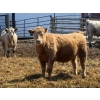 Image 17 : Winn Man Farms - 710# April Delivery Steers - 50 Head (Winnipegosis, MB)