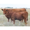 Image 4 : Leonard Lundquist & Andrew Ranching - 660# October Steer Calves - 95 Head (Rolling Hills, AB)