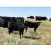 Image 4 : Rommens Farm Ltd. - 525# October Delivery Heifer Calves - 80 Head (Brooks, AB)