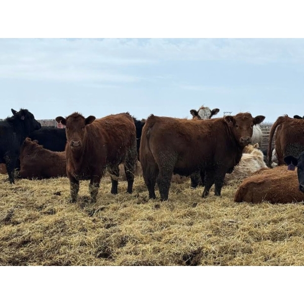 Luke & Jen Smith - 1000# April Delivery Heifers - 60 Head (Rhein, SK)